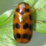 Melitonoma species